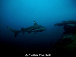 This Black Tip Reef Shark surprised with me when I turn t... by Cynthia Campbell 